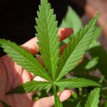 Can Cbd Replace Apoquel For Dog Allergies?