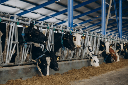 HOW TO CHOOSE THE RIGHT COW STANCHION FOR YOUR FARM