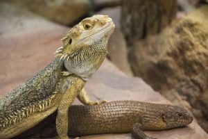 can a bearded dragon eat apple