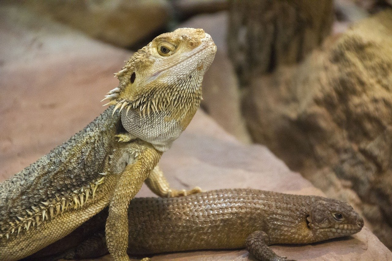 can a bearded dragon eat apple