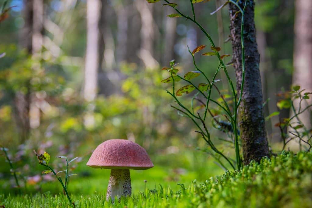 The Ultimate Guide to Mushroom Chocolate: Health Benefits, Flavors, and How to Make Your Own