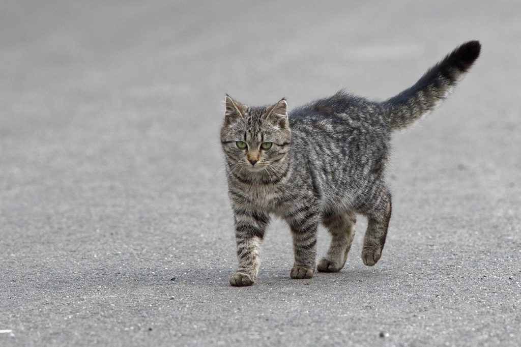 When a Stray Cat Chooses You: Spiritual Meaning