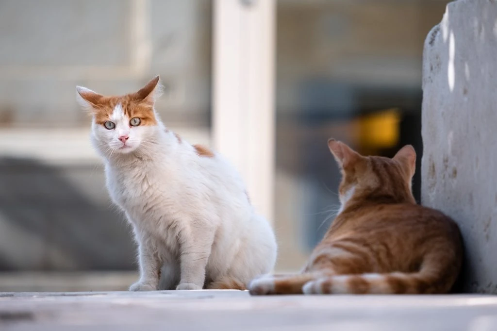 Stray Cat