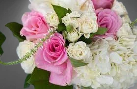 Blooms