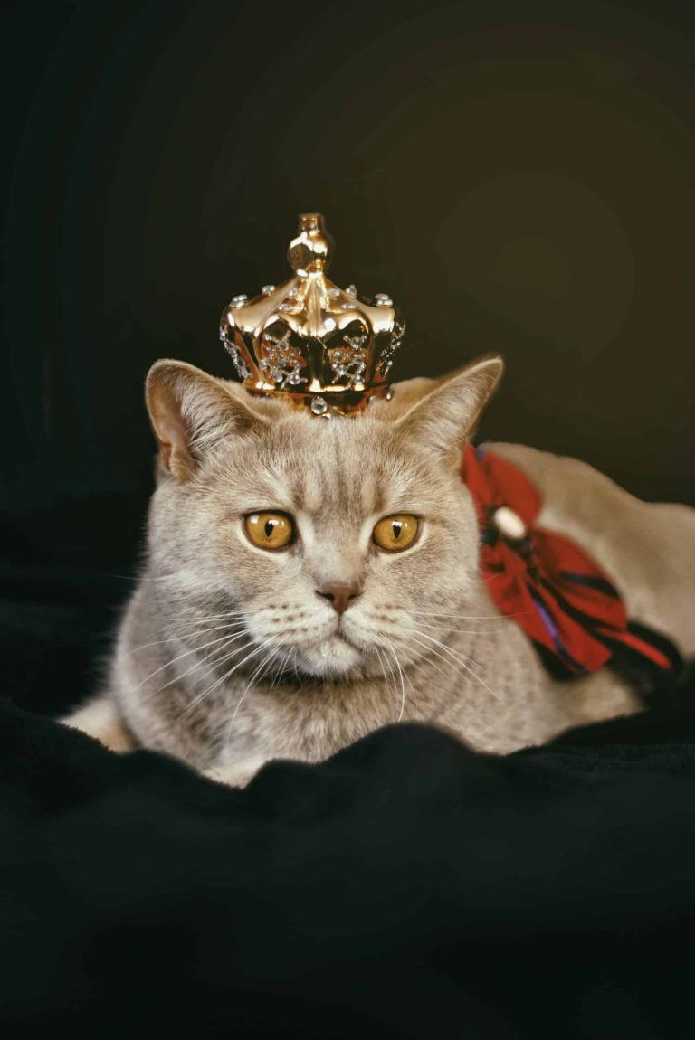 Choosing the perfect pet: a comprehensive guide for prospective pet owner