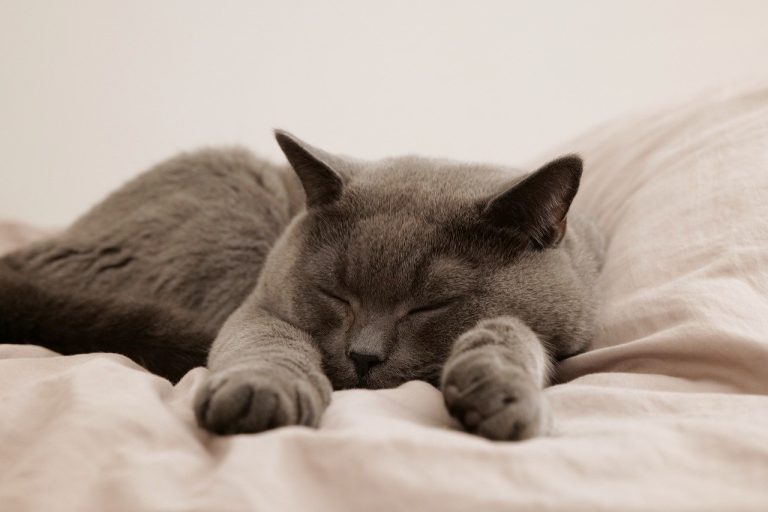 Cat Nap Chronicles: Exploring the Endearing Habit of Cats Sleeping on Your Chest