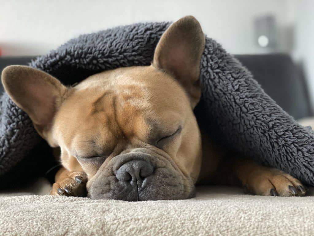 French Bulldog Puppies