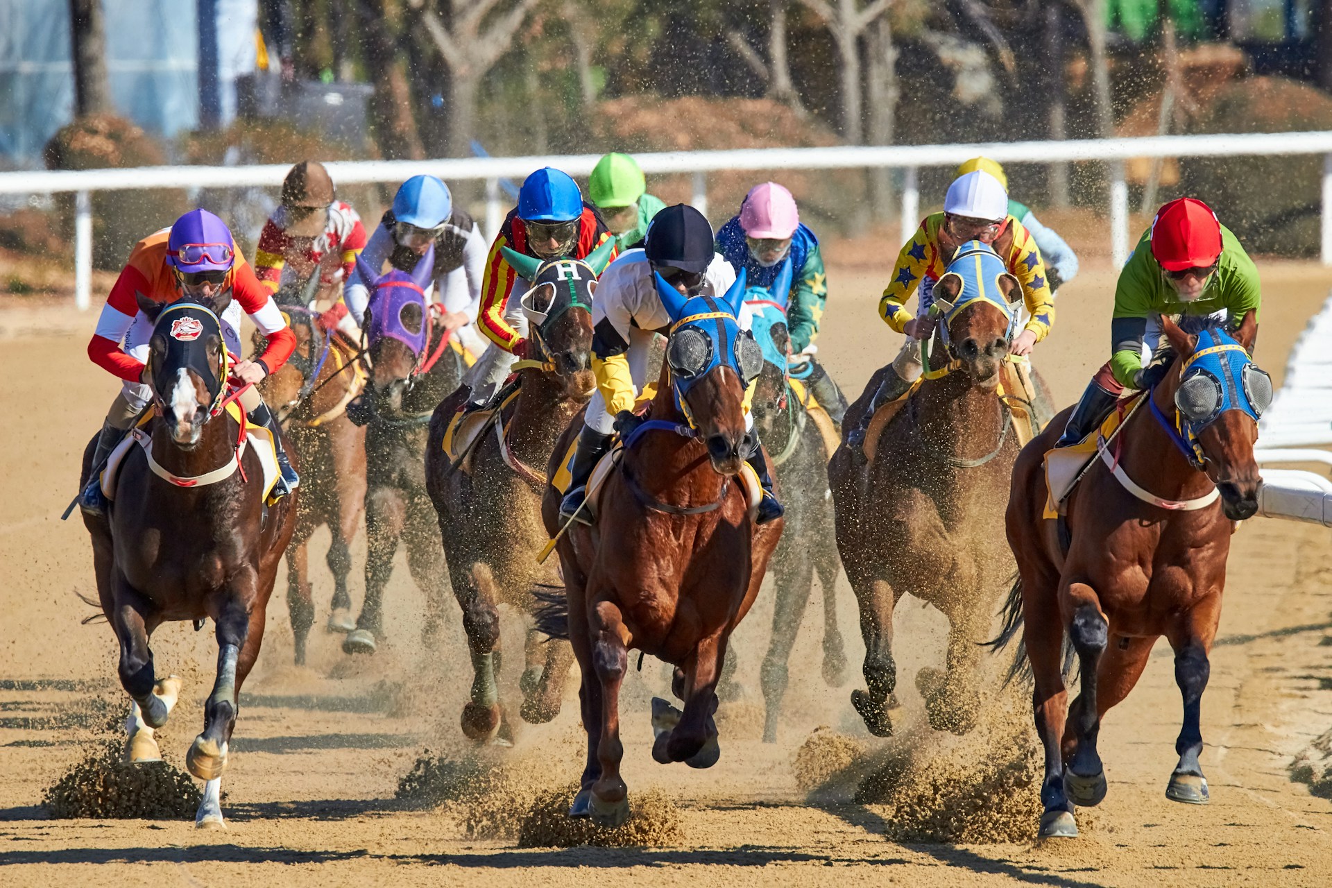 5 Horse Racing Blogs You Should Read In 2024