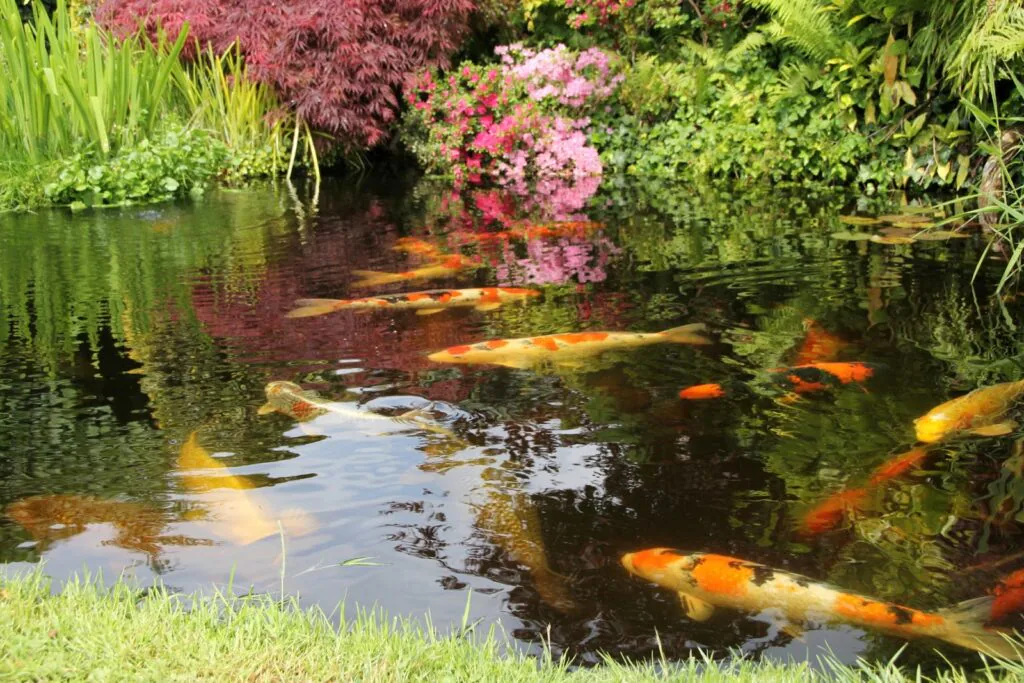 Pros and Cons of Installing a Koi Pond: A Comprehensive Guide
