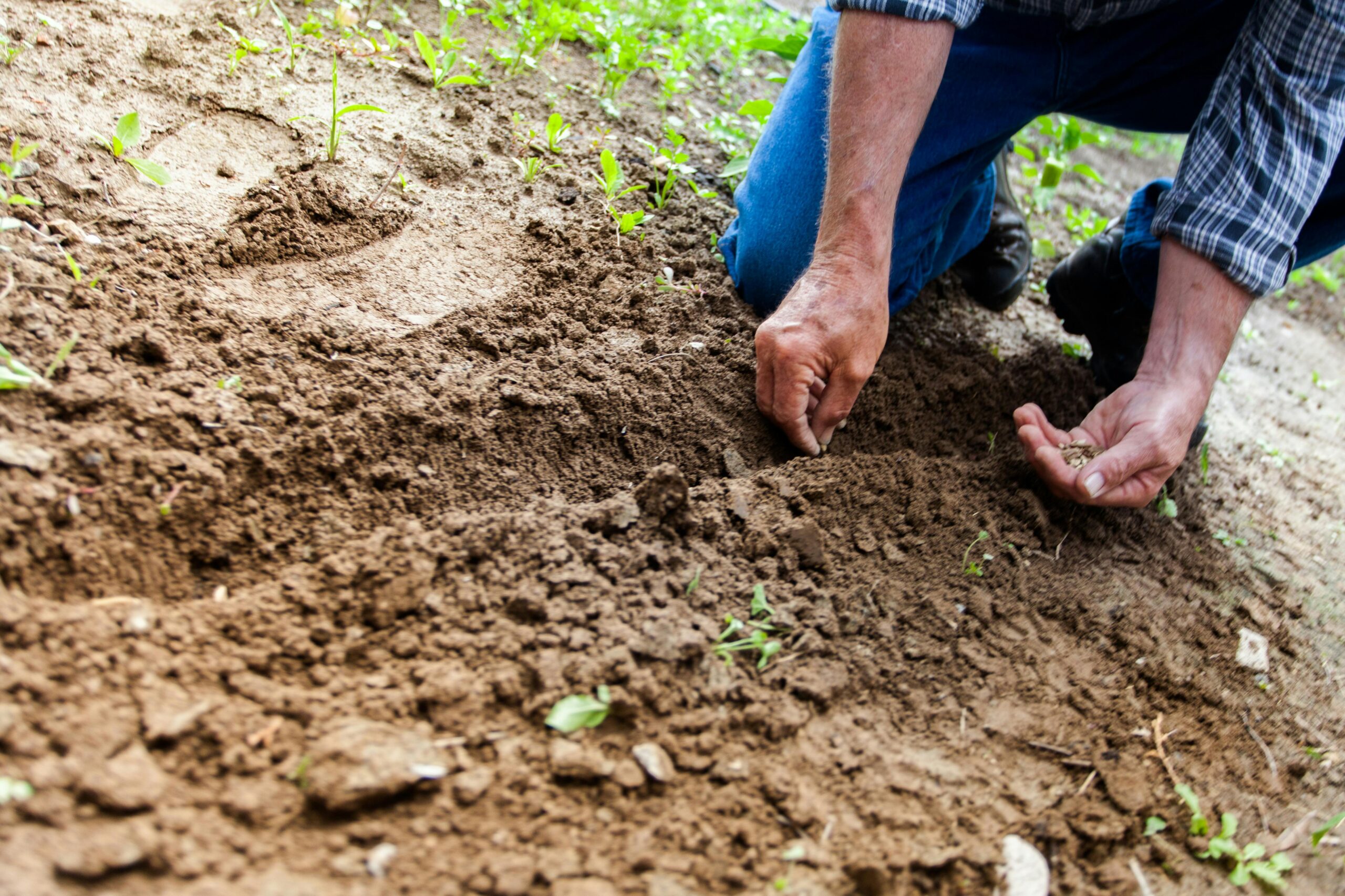 Community Gardening