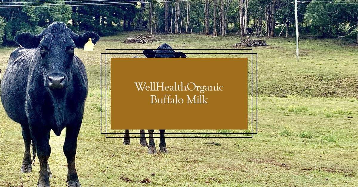 A buffalo grazes peacefully on an organic pasture, symbolizing the ethical farming practices behind WellHealthOrganic Buffalo Milk.