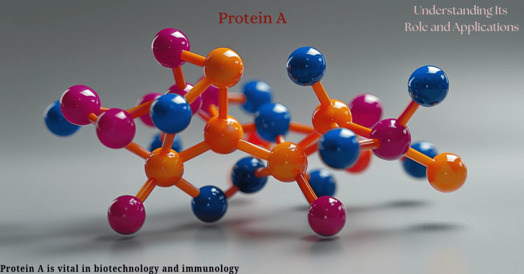 Protein A: Understanding Its Role and Applications