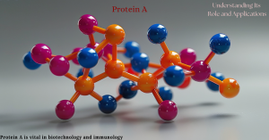 A colorful molecular model representing Protein A, with text indicating its importance in biotechnology and immunology.