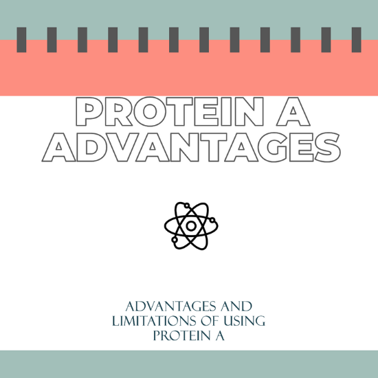 An image with a design featuring the title "PROTEIN A ADVANTAGES" in large, bold letters. Below the title is an icon of an atom. At the bottom, there is smaller text that reads "ADVANTAGES AND LIMITATIONS OF USING PROTEIN A."