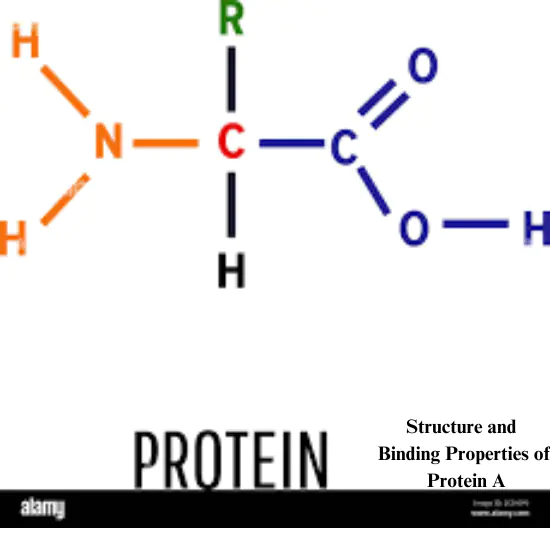 Structural diagram of an amino acid showing the amino group (NH2), carboxyl group (COOH), hydrogen atom (H), and side chain (R) attached to a central carbon (C).