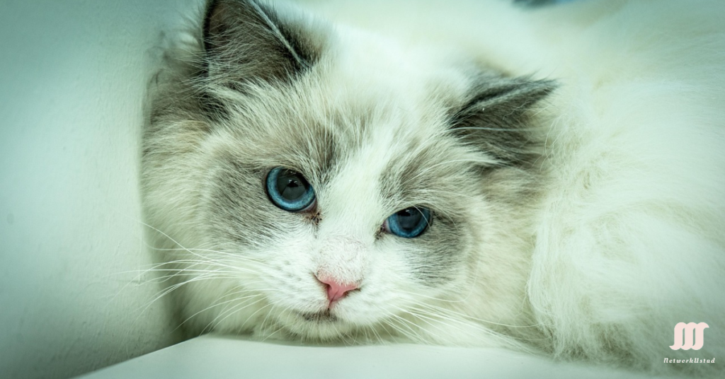 Ragdoll Cats: The Affectionate Companions Every Cat Lover Dreams Of Ragdoll Cats: The Affectionate Companions Every Cat Lover Dreams Of