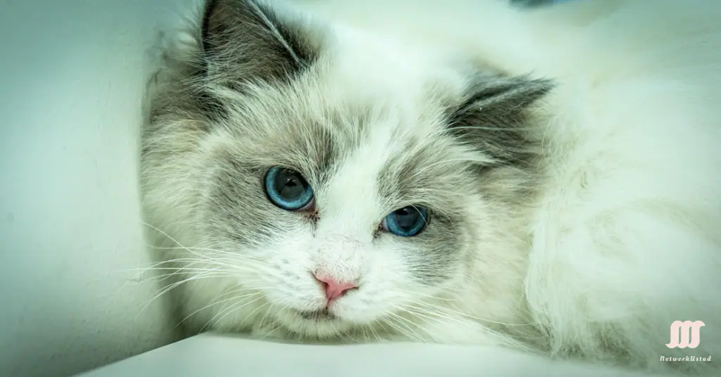 Ragdoll Cats: The Affectionate Companions Every Cat Lover Dreams Of