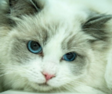 A Ragdoll cat with striking blue eyes lounging gracefully on a soft surface.