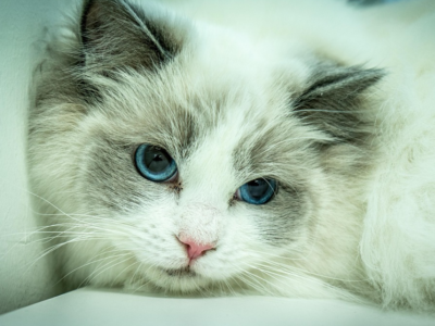 A Ragdoll cat with striking blue eyes lounging gracefully on a soft surface.
