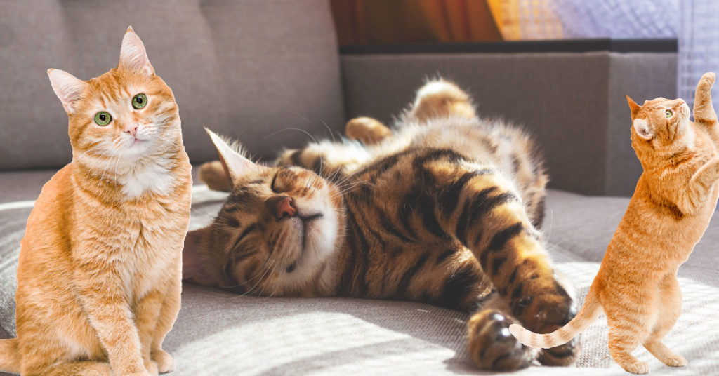 Is a Cat the Right Pet for You? What to Consider Before Buying One in Ireland