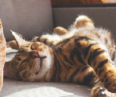 Three cats in a cozy living room—one ginger cat sitting alert, a tabby cat sleeping on a couch, and another ginger cat standing playfully on its hind legs.