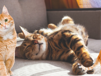 Three cats in a cozy living room—one ginger cat sitting alert, a tabby cat sleeping on a couch, and another ginger cat standing playfully on its hind legs.