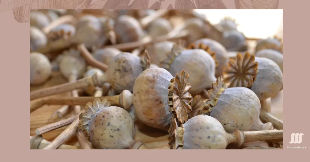 Dried Poppy Pods: Nature’s Rustic Treasure