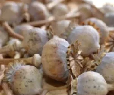 Close-up of dried poppy pods showcasing their natural, rustic beauty.