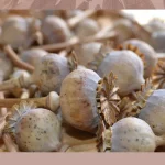 Close-Up Of Dried Poppy Pods Showcasing Their Natural, Rustic Beauty.