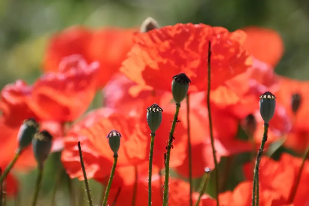 Growing and Harvesting Poppy Pods and getting Dried Poppy Pods