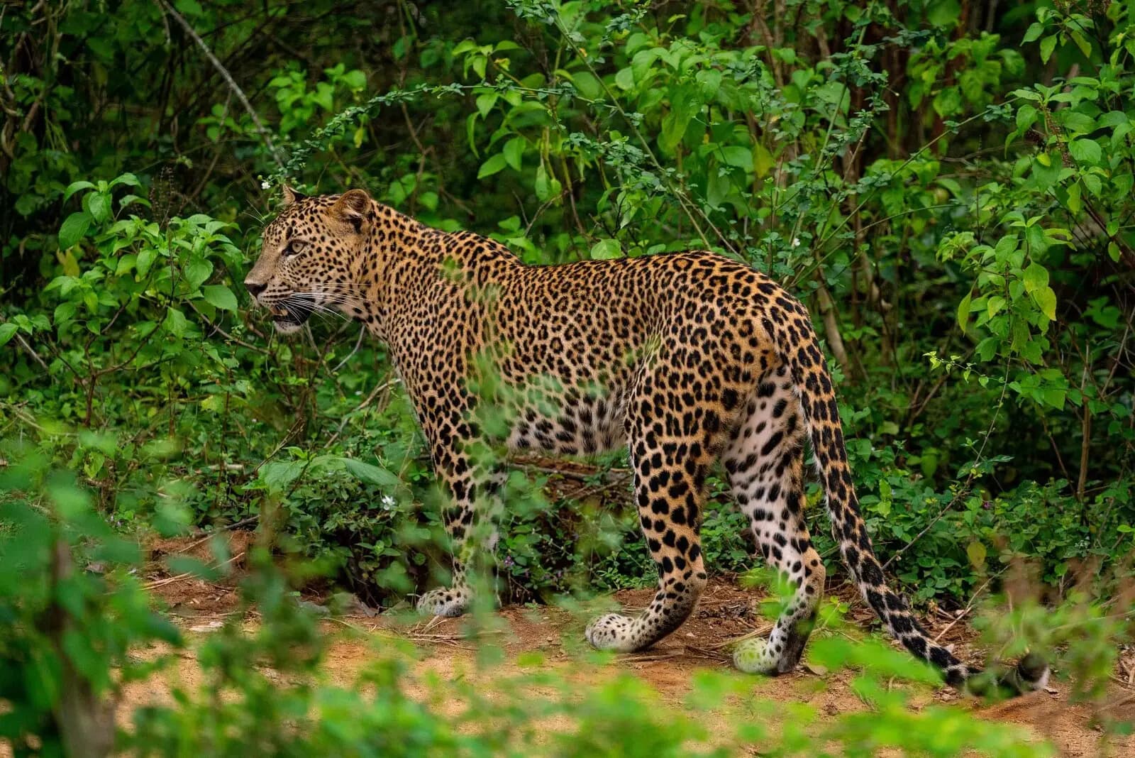 2560px sri lankan leopard yala casey klebba