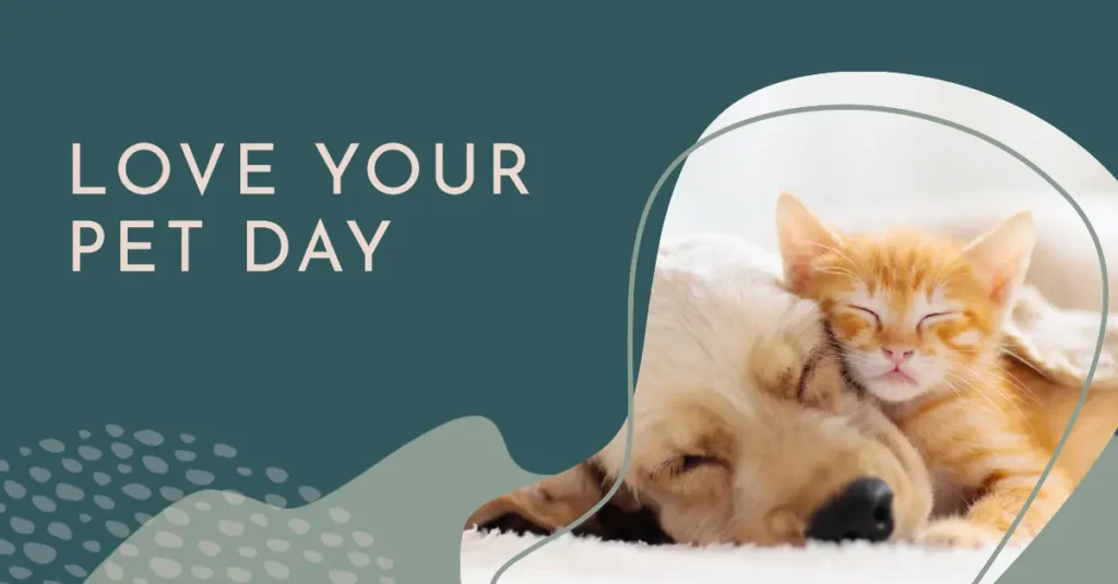 The Rise of Pet Companionship in Ireland: Why Cats Are Becoming the Nation’s Favourite The Rise of Pet Companionship in Ireland: Why Cats Are Becoming the Nation’s Favourite