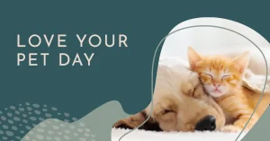 The Rise of Pet Companionship in Ireland: Why Cats Are Becoming the Nation’s Favourite