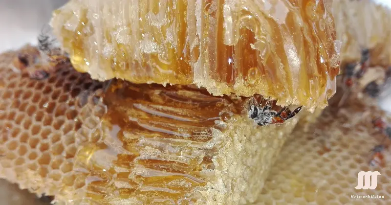 The Remarkable Health Benefits of Raw Honey: Why It’s More Than Just Sugar