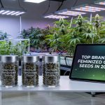 Feminized Cannabis Seeds - Top Brands For Feminized Cannabis Seeds In 2026