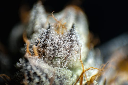Understanding Crumble Thca Live Resin And Its Growing Popularity 2 Image 10 Understanding Crumble Thca Live Resin And Its Growing Popularity